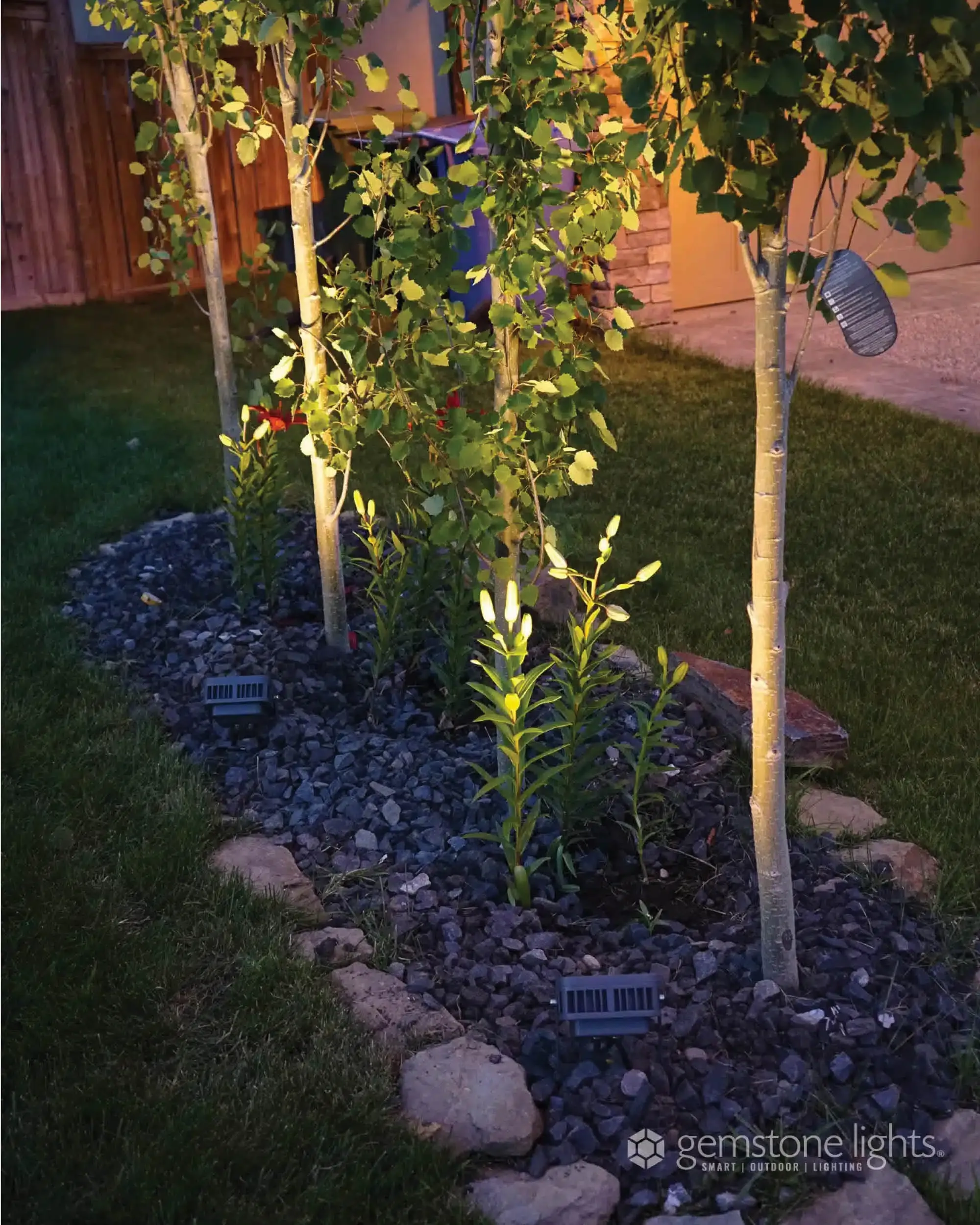 Young trees in a rock garden lit from below at dusk