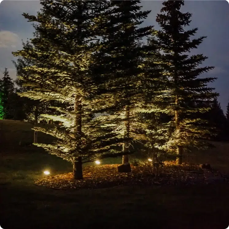 Tall evergreens uplit in warm white